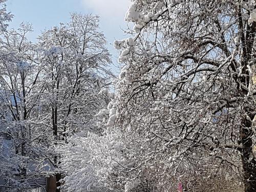 Skawa的住宿－Staś-przy szkole nr3 w Skawie，雪覆盖的一群树
