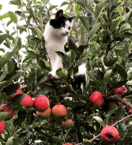 a black and white cat sitting in an apple tree at Torpgården Önnerudsvägen 56 in Torsby