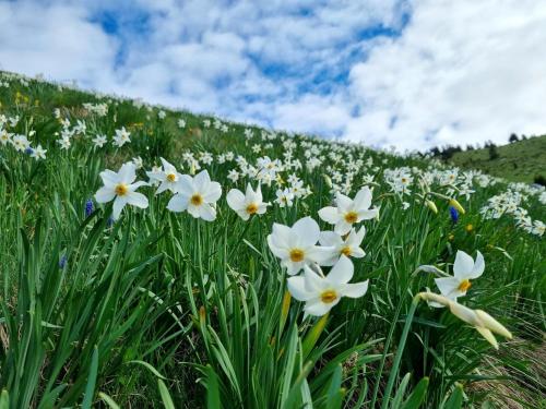a field of white flowers in the grass at Pensiunea Nechita in Şanţ