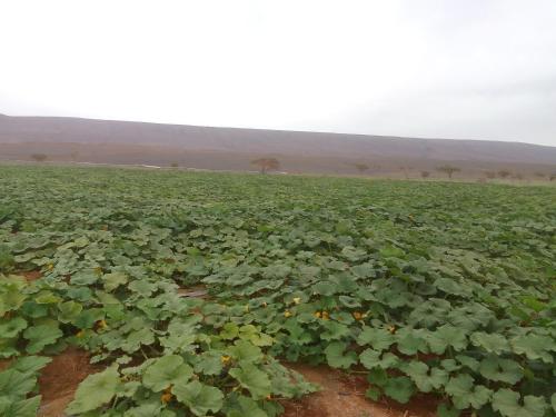 a large field of crops with green plants at désert tours & Hôtel Titanic lac irik in Foum Zguid