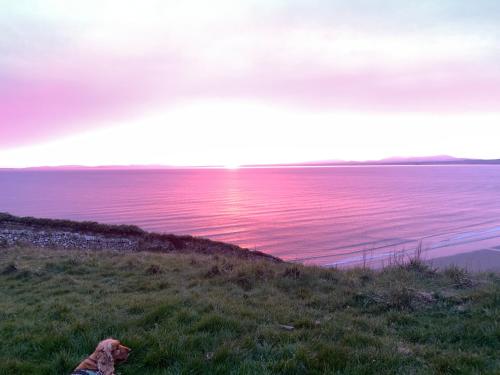 a dog laying on the grass next to the water at Beautiful Cottage near Harlech with ocean views in Llanfair