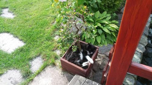a black and white cat laying in a potted plant at Atlantis Apartmán 3 in Klášterec nad Ohří