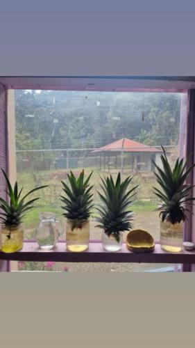 Alma Double Room Garden View – Photos 3