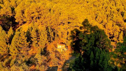 Tiny House Vogelnest