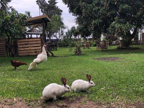 a group of rabbits and chickens in a yard at Kivu Beach Garden in Gisenyi