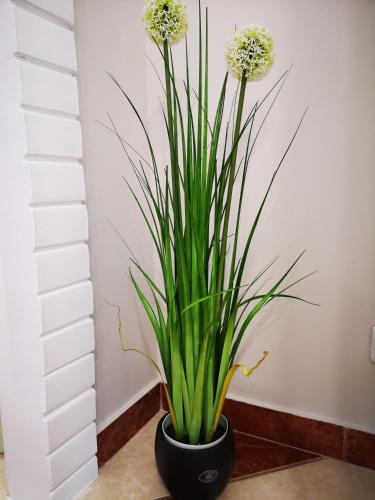 a plant in a black pot in a room at Aranyhal Vendégház in Sukoró