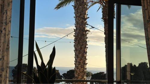 a palm tree in a room with a window at Apartamentos Amarelo in Caniçal