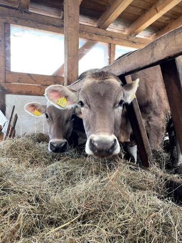 two cows are laying in hay in a barn at Chalet al Maso in Celledizzo