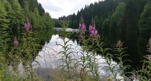 a view of a river with purple flowers in the foreground at Haus Bindseil - Ferienwohnung im OG, links in Altenau