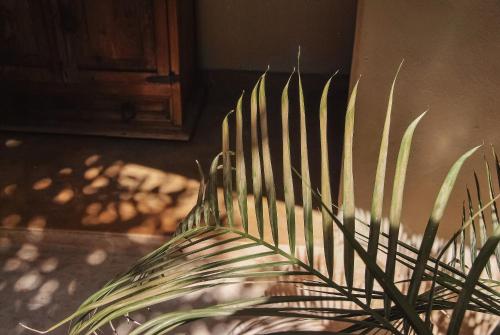 a green plant sitting on a counter in a room at Boutique Hotel Posada 06 Tulum in Tulum