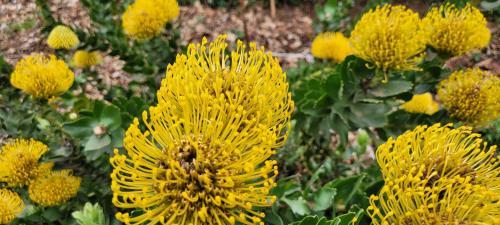 a bunch of yellow flowers with a bee on them at ReRooted Permaculture Farmstay in Howick