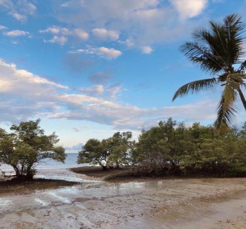 a beach with a palm tree and the ocean at CHALÉS MELGAÇO in Cumuruxatiba