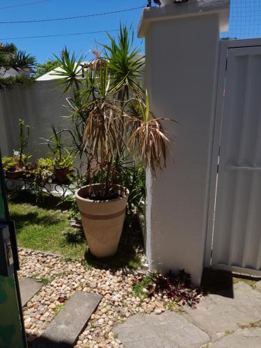a plant in a large pot next to a building at Casa da Praia in Itajaí