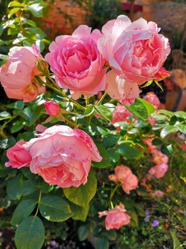 a group of pink roses with rain on them at La Borie du Chevrier in Sainte-Croix-de-Beaumont
