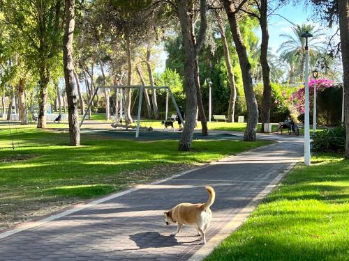 a dog walking down a path in a park at הפינה של טלי בנהריה - יחידות אירוח וספא בריאות in Nahariyya