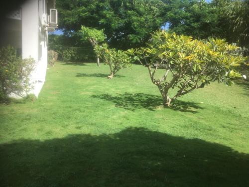 a green yard with a small tree in the grass at Spacious White House Villa 1 minute to sandy beaches in Saint James