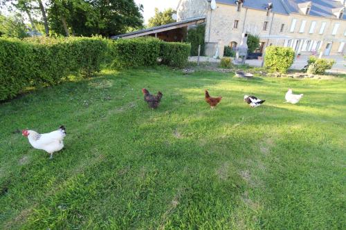 a group of chickens standing in the grass at La ferme aux chats in Formigny