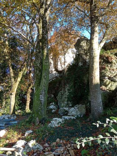 a group of trees and rocks in a forest at Le Rocher du Samoyède in Dirinon