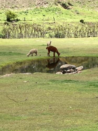 a brown bear and two pigs drinking from a pond at Woodvale at Cooma in Cooma