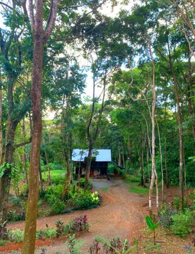 a small cabin in the middle of a forest at Cabaña Eco-Arte in Tortugal