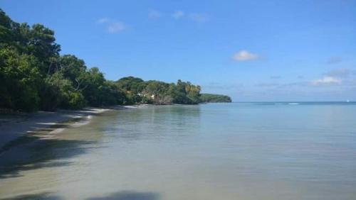 a view of a beach with trees and water at My Tiny Caritan- Petit coin de paradis- Bungalow de vacances- jardin, plage, piscine attenante in Sainte-Anne