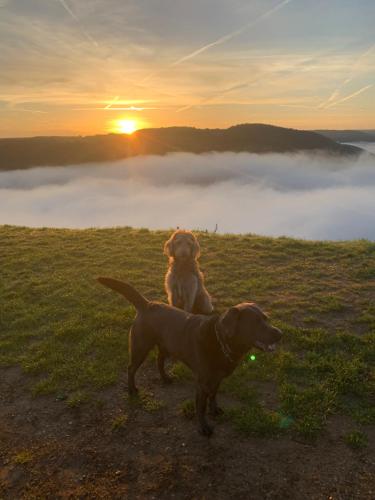 two dogs standing on a hill with a foggy field at Ferienwohnung Apolo in Münstermaifeld