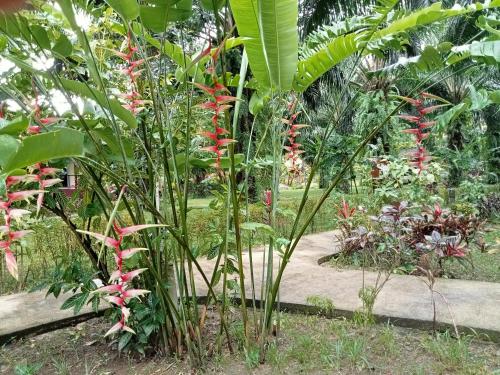 En have udenfor Khao Sok Palm Garden Resort