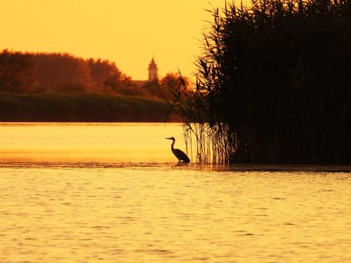 a bird standing in the middle of a body of water at WatAir House Apartman Sarud in Sarud