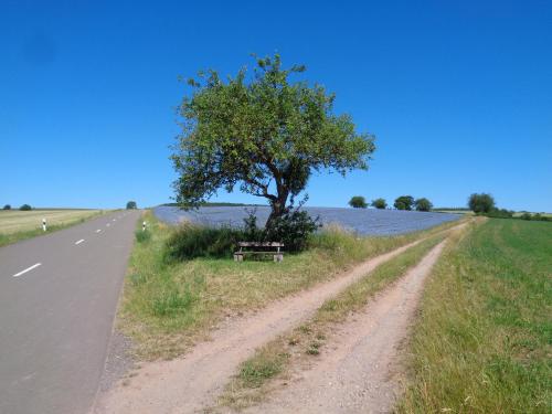 a bench under a tree on the side of a road at A Mëchels in Bettel