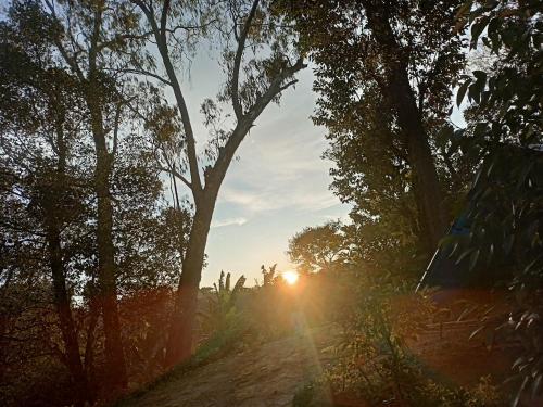 a sun shining through trees on a dirt road at Freedom camp & cafe ella in Ella