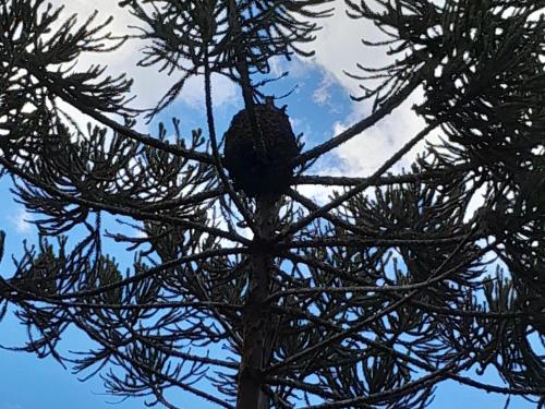 a bird is sitting on a tree branch at Cabanas dos Pinheiros in São Francisco de Paula