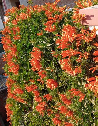 Zahrada ubytování Jaipur Marigold Homestay