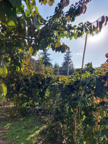 a hedge of grapes in a garden at Agros Green Valley Suites in Limassol