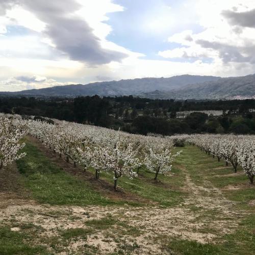 a row of trees with white flowers in a field at Quinta da Porta - Solar de Vale de Prazeres in Vale de Prazeres