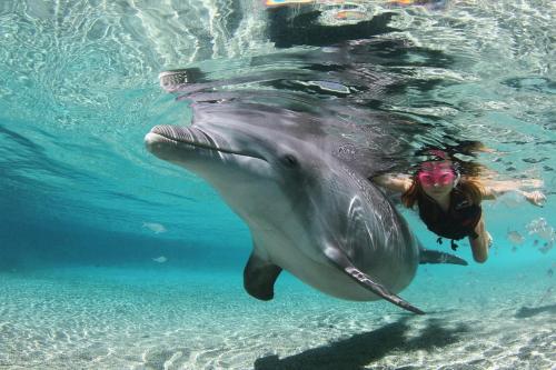 a woman swimming with a shark in the water at Ocean Views & Private Beach! Luxury 4BDR Getaway in Punta Cana