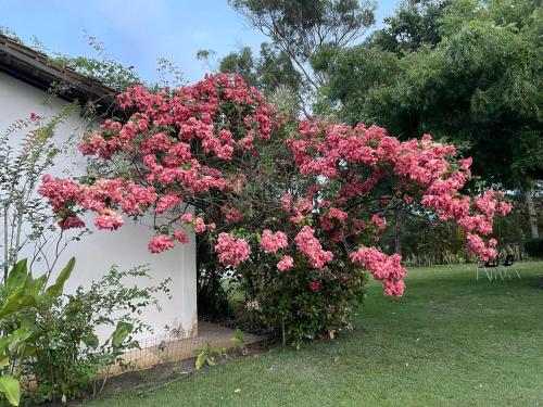 a bush of pink flowers on the side of a building at Casa paradise perto da praia Guarajuba - BA in Camacari