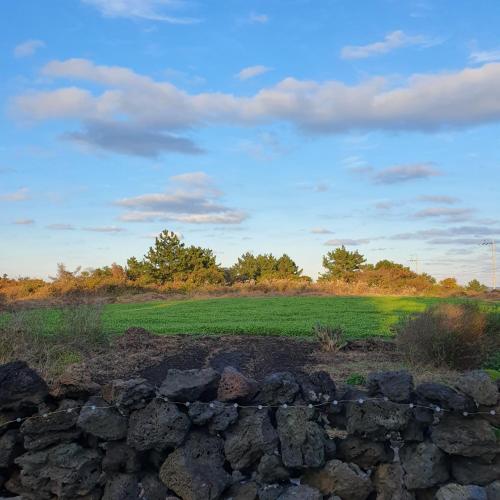 a field with a stone wall in front of a field at Contain Jeju-Darangswi in Jeju