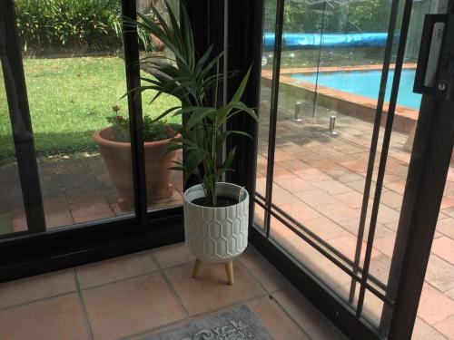 a potted plant sitting in front of a window at Frangipani in Sydney