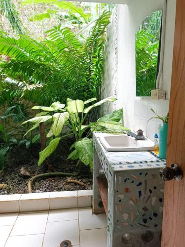 a bathroom with a sink and a plant at Cabinas carol in Pavones