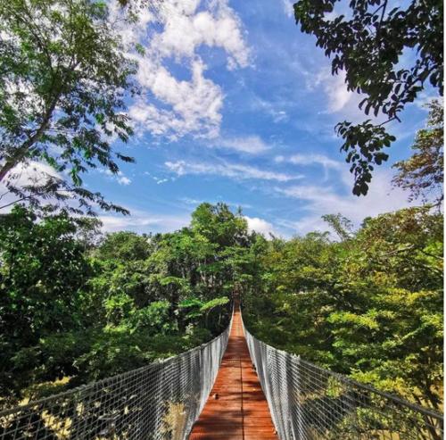 un ponte sospeso nel mezzo di una foresta di Ovai Hidden Paradise Resort a Papar