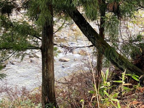 a group of trees and a river with some rocks at WAY SHIRAKAWAGO - Free Parking and Newly Opened 2022 WAY SHIRAKAWAGO in Shirakawa