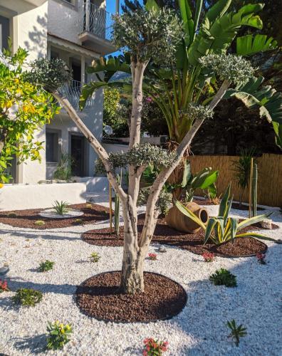a bonsai tree in the middle of a garden at Salonika Suites in Oludeniz