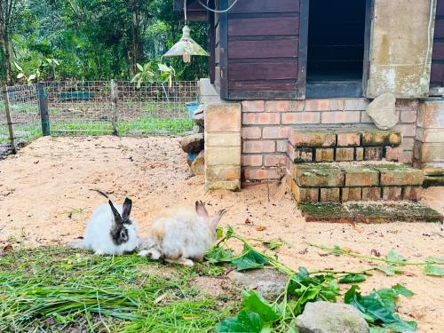 two rabbits sitting in the dirt in front of a house at KASIH SAYANG Farmstay山下人家 in Kluang