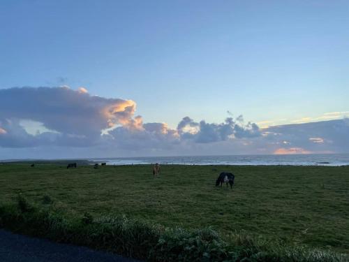 a group of cows grazing in a field near the ocean at Modern 5 bedroom house in Spanish Point Clare in Spanish Point