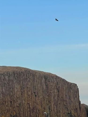 a bird sitting on top of a mountain at Tanginn in Stykkishólmur
