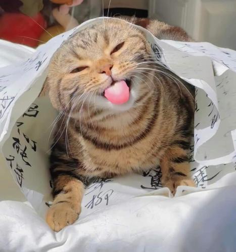 een kat die zijn tong uitsteekt in een plastic zak bij Peterson in Padawan