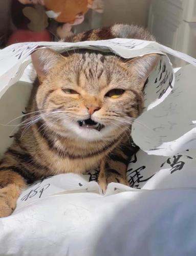 een kat zit in een plastic zak bij Peterson in Padawan