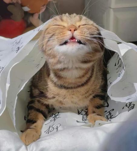 un gatto è seduto in un sacchetto di plastica di Peterson a Padawan
