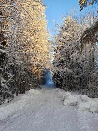 a snow covered road with trees on either side at Schnieders2German forest B&B in Harmånger