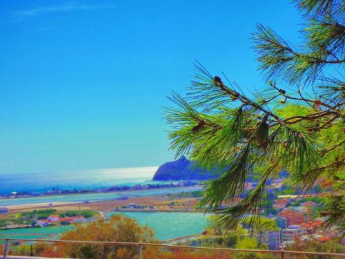 a palm tree with a view of a body of water at La Pirata Capitana in Costa degli Angeli
